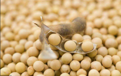 豆粕期货是什么 豆粕期货交易规则