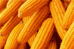 玉米期货价格升至五年高点